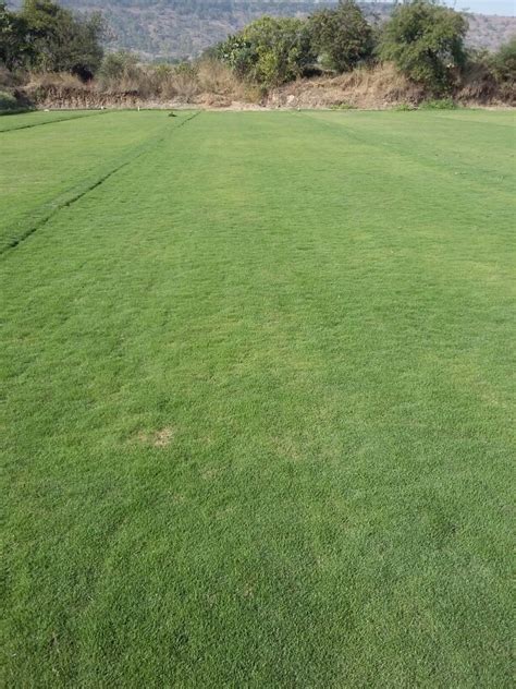 Green Natural Grass Carpet, for Garden, Rs 8 /square feet ...