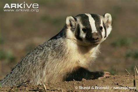 American Badger Utah Mammals ·