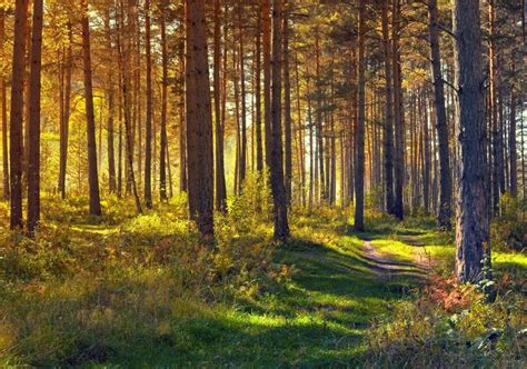 Forests Trees Grass Trail Hd Wallpaper Rare Gallery
