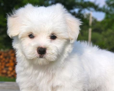 What Is A Maltese Dog