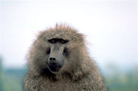 Baboons Wild Animals News And Facts By World Animal Foundation