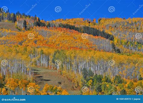 Fall Colors In Colorado Forested Hillside Stock Photo Image Of