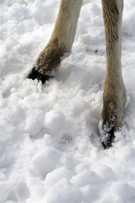 Legs Of Fawn In The Snow Stock Image Image Of Ungulates 102620257