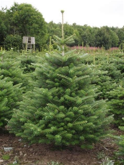 Korean Fir Christmas Trees Are Now Available From The Christmas Tree