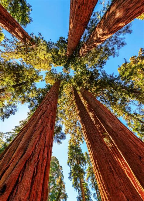 There's so much to do in fact, that it only makes sense to consider camping at one of the campgrounds found in the park. Sequoia Camping Visitors Guide: 8 Campgrounds, 16 Hikes ...