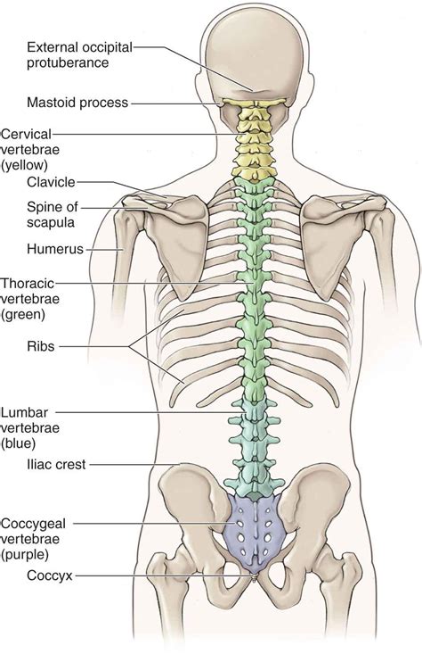 Structure Of The Vertebral Column