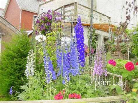 Delphinium Growing In A Garden In Wales Love Blue Delphinium Cottage