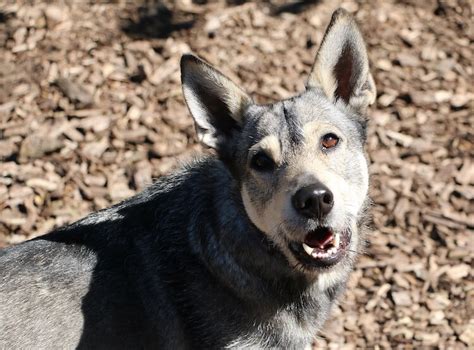 German Shepherd Wolf Mix Appearance All Things Dogs