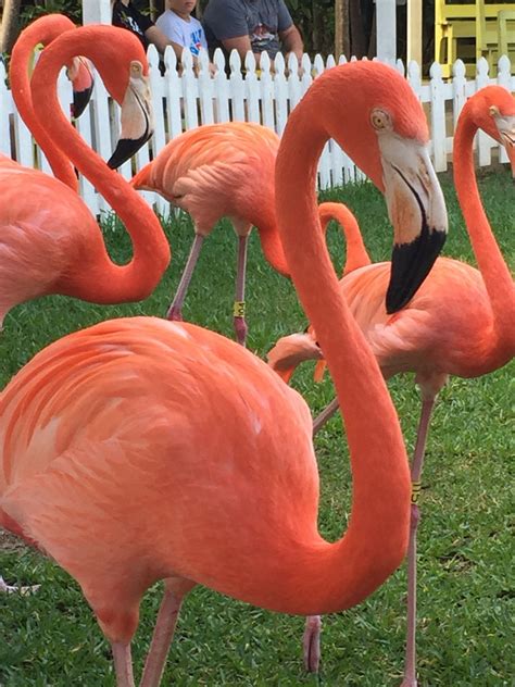 Flamingos At Ardastra Gardens And Zoo Nassau Bahamas Beautiful