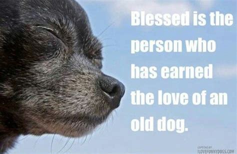 Blessed Is The Person Who Has Earned The Love Of An Old Dog Old Dogs