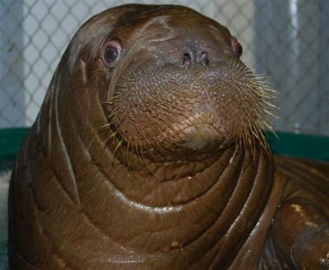 UPDATE! Baby Walrus at Indianapolis Zoo Ready to Meet the Public - ZooBorns