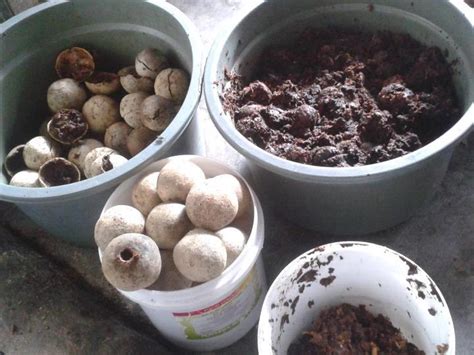 Setelah dingin, campurkan sirup ini sedikit demi sedikit kedalam es serut sembari diaduk hingga rata. Cara Membuat Jus, Sirup, Dodol & Limun Buah Kawista Cola ...