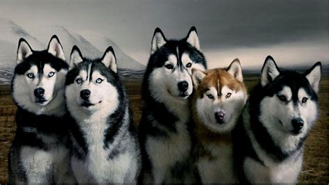 Husky Dog Wallpapers Top Free Husky Dog Backgrounds Wallpaperaccess