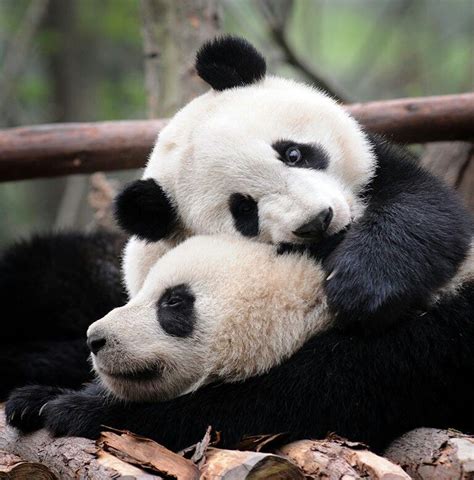 Panda Hug Милые детеныши животных Детеныши животных Самые милые
