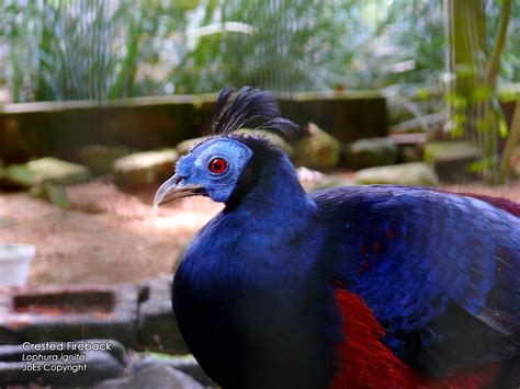 Crested Fireback Really A Firing Colors Junisspphotography Flickr