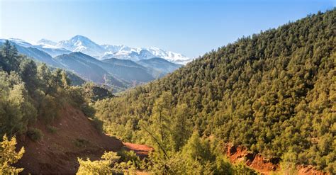 Algeria Djebel Babor Forest Reverts To National Park Status Afrik 21