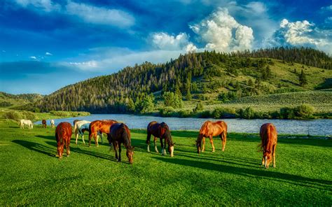 Desktop Wallpapers Horse Usa Wyoming Hdr Hill Meadow Grass 3840x2400
