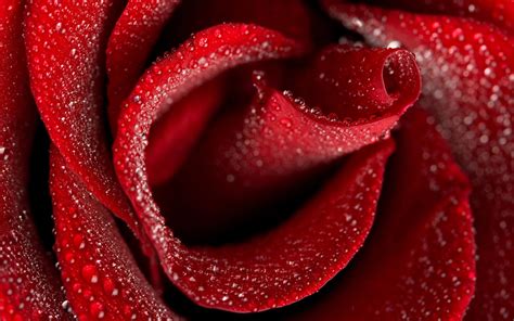 Rose Drops Petals Flower Wallpaper Coolwallpapersme