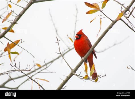 Single Bright Red Male Northern Cardinal Cardinalis Cardinalis Sitting