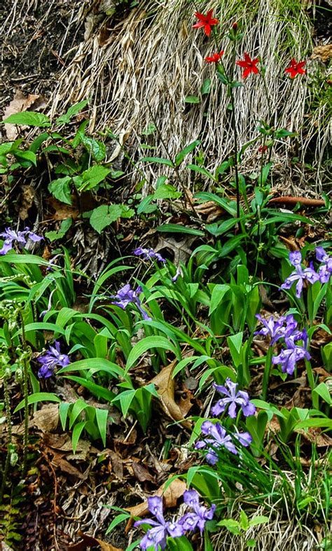 We did not find results for: Natural Gardening: Woodland wildflowers (at the Botanical ...