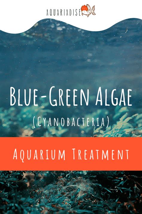 Blue Green Algae Cyanobacteria Aquarium Treatment Aquariadise