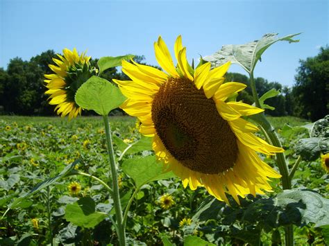 Sunflowers At The Mckee Beshers Wildlife Management Area I Flickr