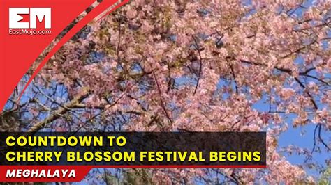 How Is Shillong Preparing For The Cherry Blossom Festival Youtube
