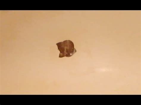 It is about four inches long and goes completely through the fiberglass. How to fix a Crack Hole in Bathtub - Fiberglass - YouTube