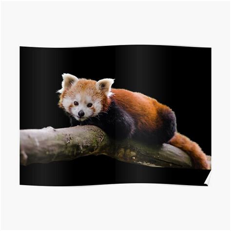 Red Panda One Poster For Sale By Centralgallery Redbubble