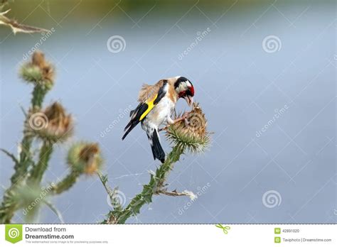 European Goldfinch On Thistle Flower Stock Photo Image Of Color