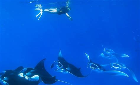 Snorkel With Manta Rays And Sharks Reethi Beach Resort Maldives