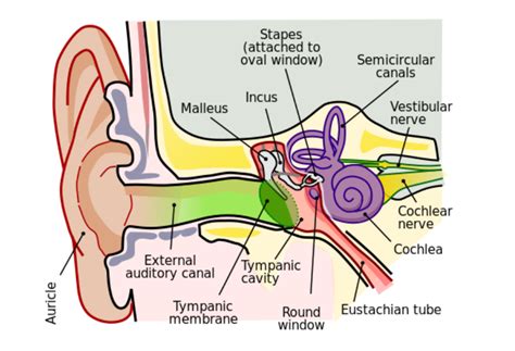 A Guide To Tensor Tympani Syndrome Its Causes Symptoms And Treatment