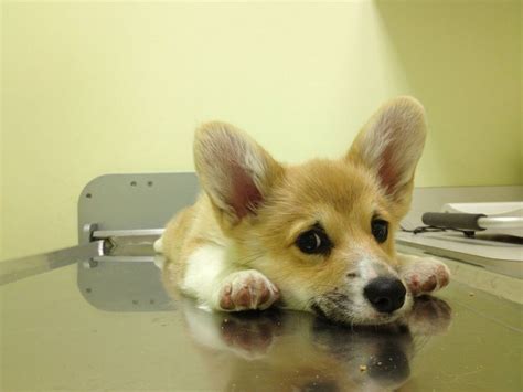 Sad Corgi Puppy On The Veterinarians Table Cheer Up Little Guy It