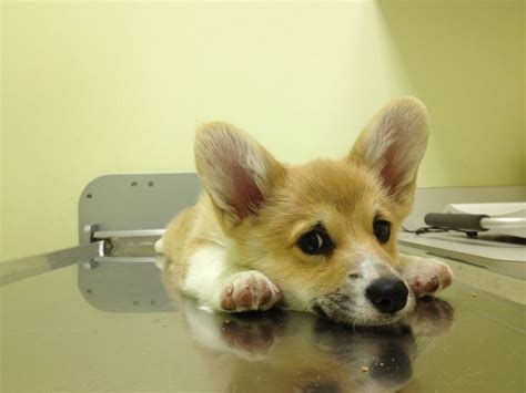 It may feel forced at first, but when you're really smiling or laughing, it's difficult to feel depressed. Sad corgi puppy on the veterinarian's table- cheer up ...