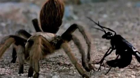 The female black widow spider, though it is the most venomous spider in north america, seldom causes death as it injects a very small amount of treatments are available for the symptoms caused by a black widow spider bite. Death Match: Tarantula vs. Wasp | IFLScience