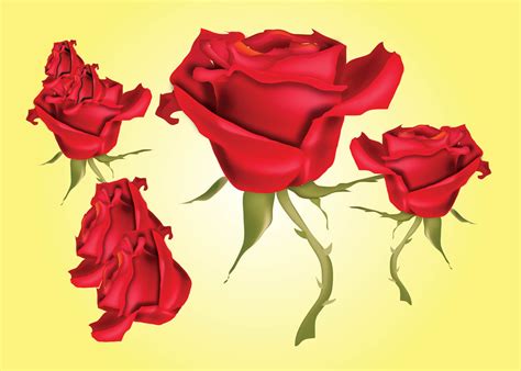 Download Red Roses Vector Illustrations Vector Art & Graphics | freevector.com