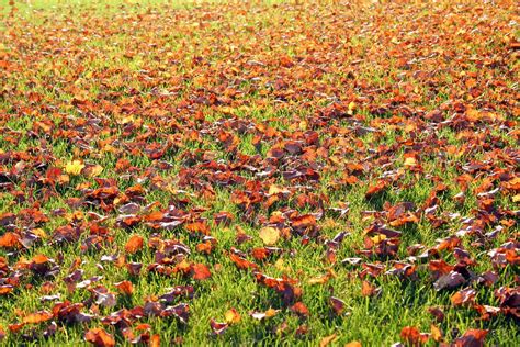 Free Autumn Leaves On The Grass Stock Photo
