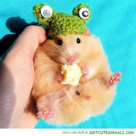 Cute Frogs Hamster Wearing Frog Hat Rodent Cute Animals Wild Wildlife