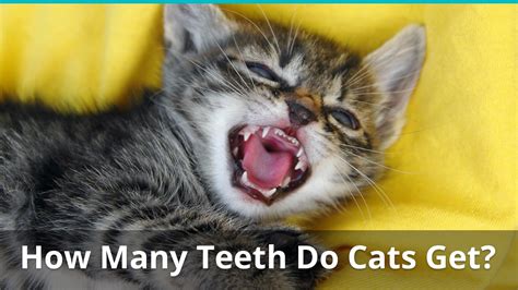 Human teeth and cat teeth have some similarities. How Many Teeth Does An Adult House Cat Have?