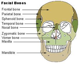 Bones that form the sides of the head. PHARMACOLOGY: Skeletal System