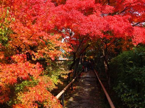 Autumn Foliage Spots In Japan Asia Kyoto Fall Foliage Natural World