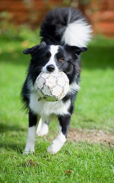 18 Best Images About Dogs Playing Soccer On Pinterest Growing Up