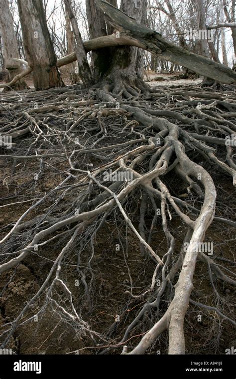 Maple Tree Root System