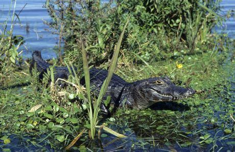 Alligator Swamps Stock Pictures Editorial Images And Stock Photos