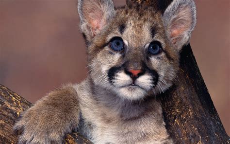 Pumas Baby Animals Animals Wallpapers Hd Desktop And