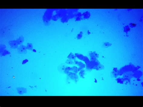 Check spelling or type a new query. Onion and Cheek Cells - Y7 Science
