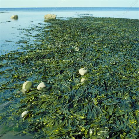 Bladder Wrack Seaweed Fucus Vesiculosus Stock Image B3120020