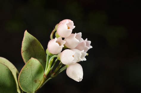 Vaccinium Myrtoides Ericaceae