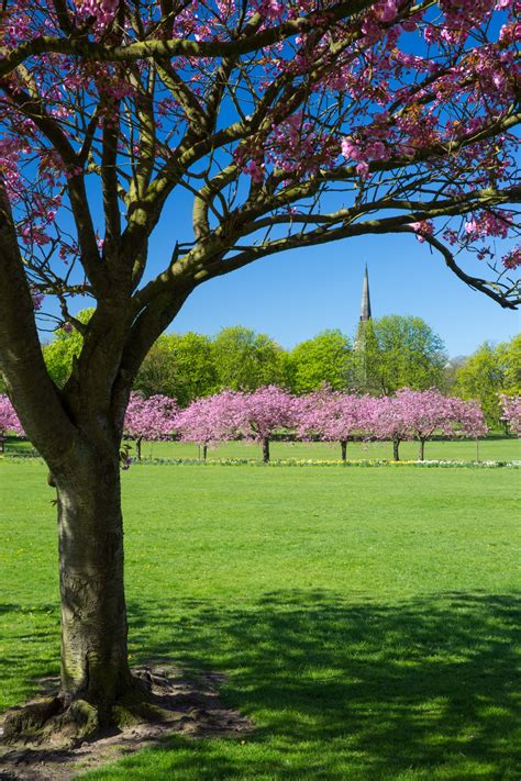Spring In A Park Free Stock Photo Public Domain Pictures
