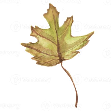Maple Leaf Autumn Trees Season 28714122 Png
